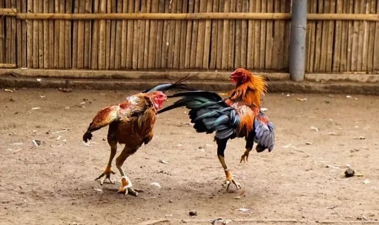Bí Kíp Chinh Phục Sảnh Đá Gà Sabong BenBet Nhận Thưởng Khủng Ngay Hôm Nay 1 Đá Gà Sabong BenBet
