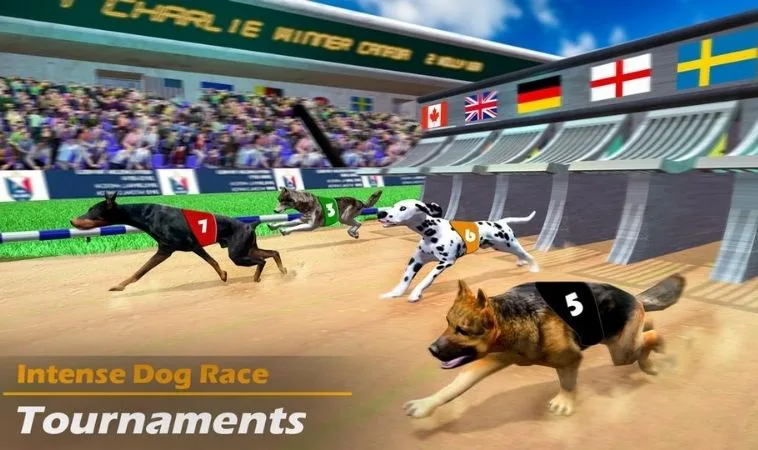Cách chơi game nhanh Đua Chó Tại BenBet